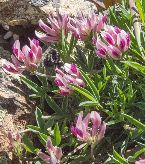 Alpine Clover 2.jpg